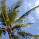 palm and sky